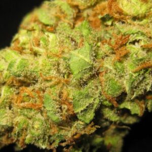 Cinderella 99 Strain