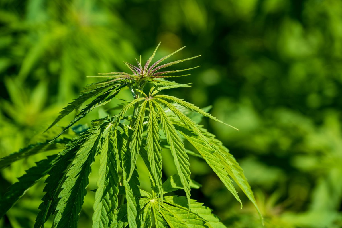 Weed