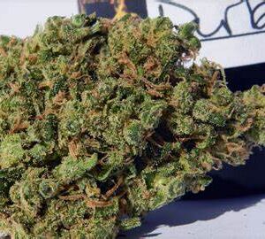 Durban Poison Strain