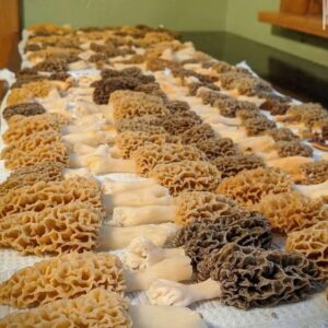 Fresh Morel Mushrooms