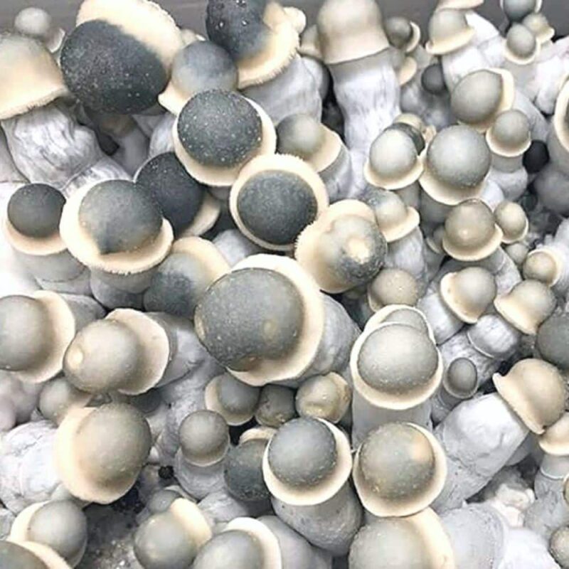 Albino Penis Envy Mushrooms Albino Penis Envy Mushrooms