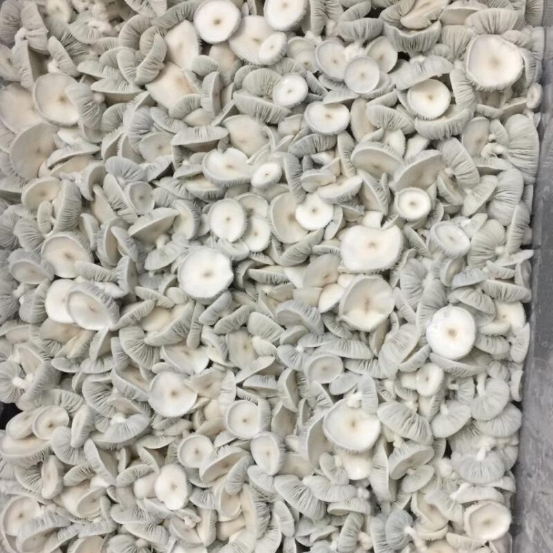 Albino Avery Albino Avery