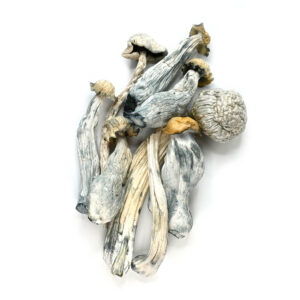 Albino Avery mushroom