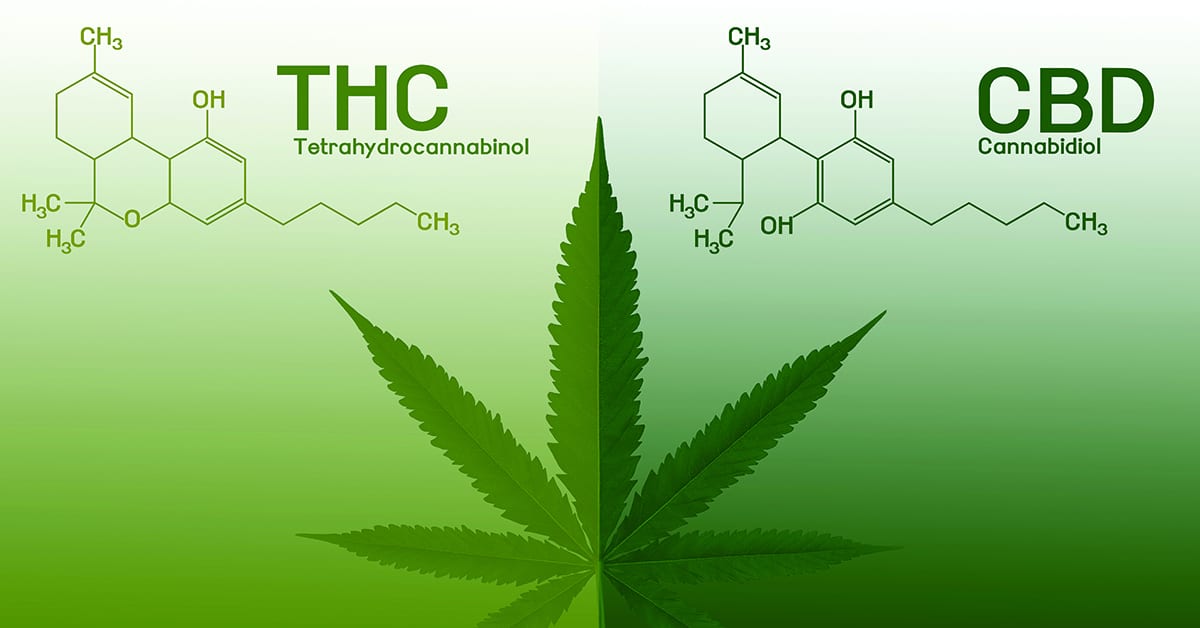 CBD vs THC