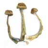 African Transkei Magic Mushroom
